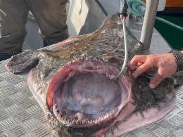 Baza Fishingdreams, Norwegia, okazy